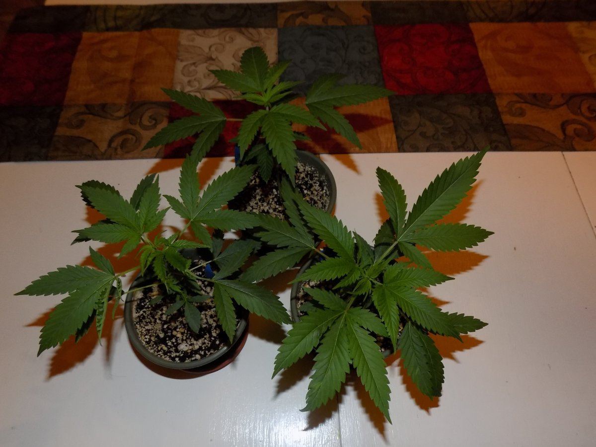 Trio 1