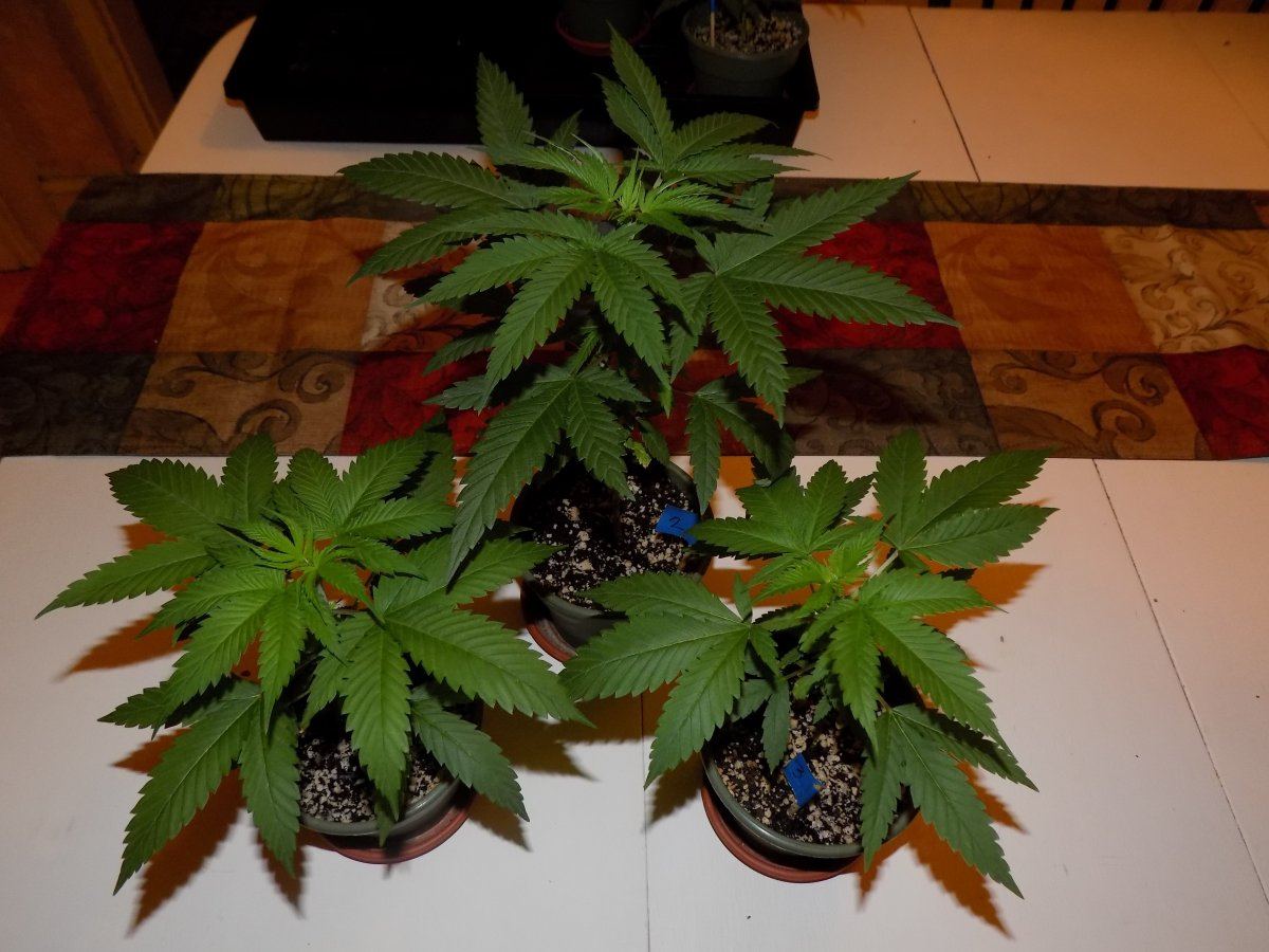 Trio 2
