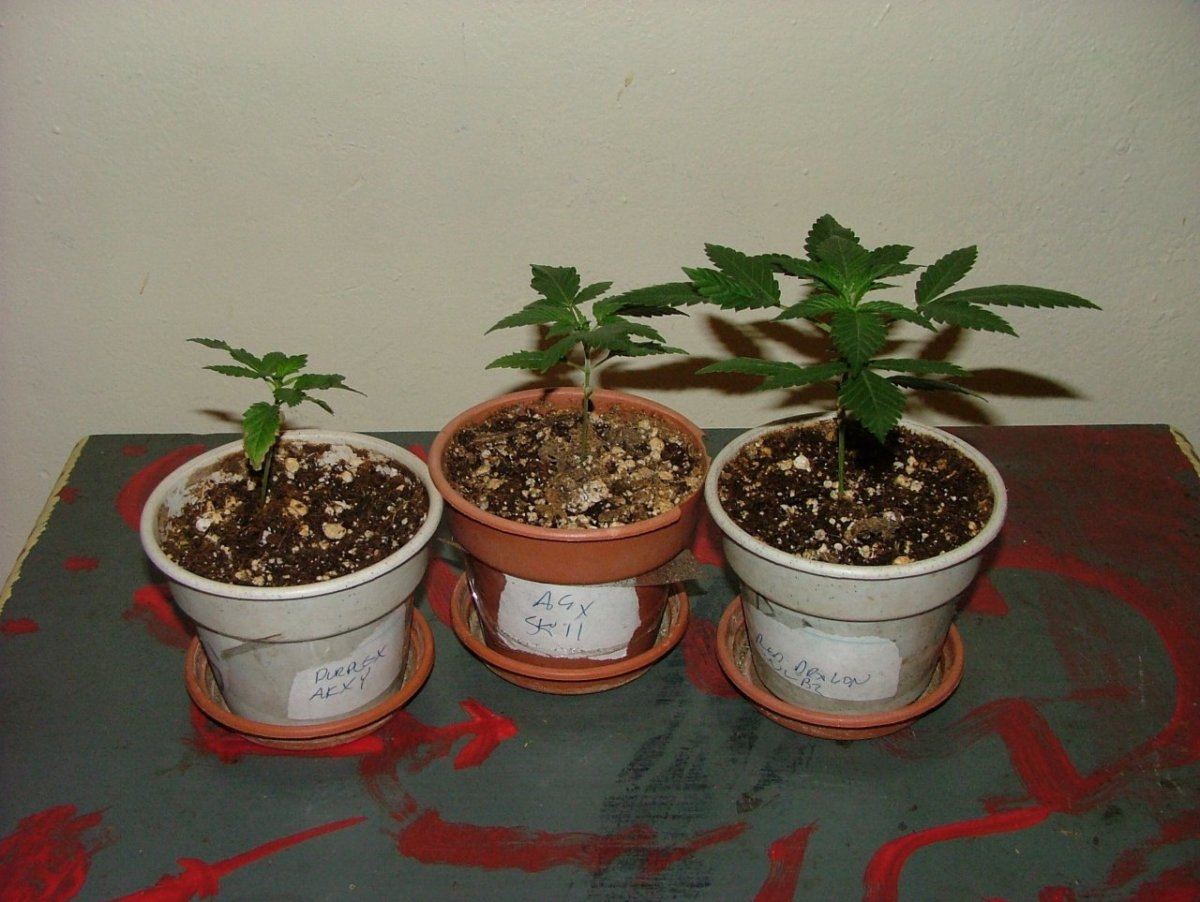 Trio
