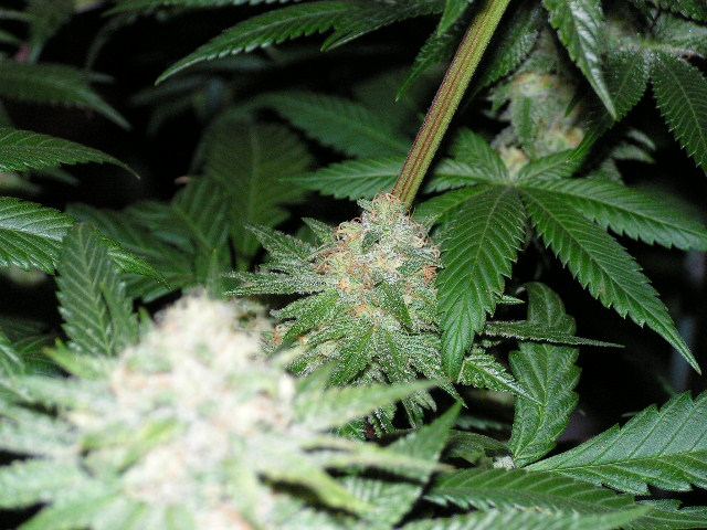 Trip covered nug