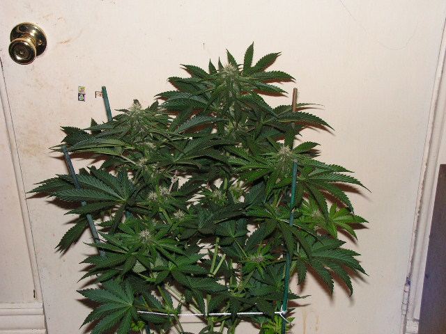 TRIP OD X DPD PURPLE PHENO