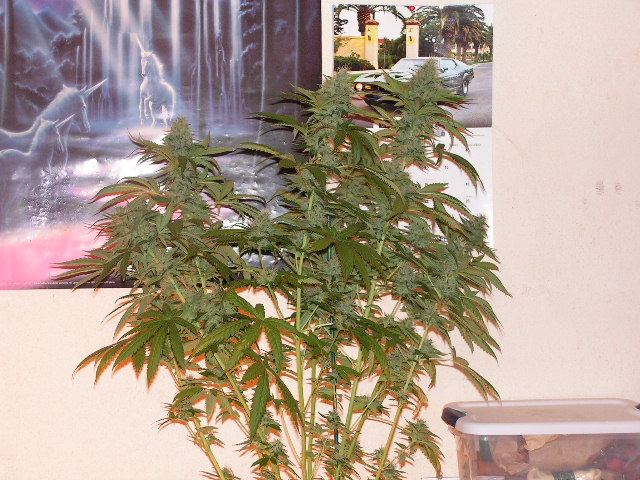 Trip og after tied
