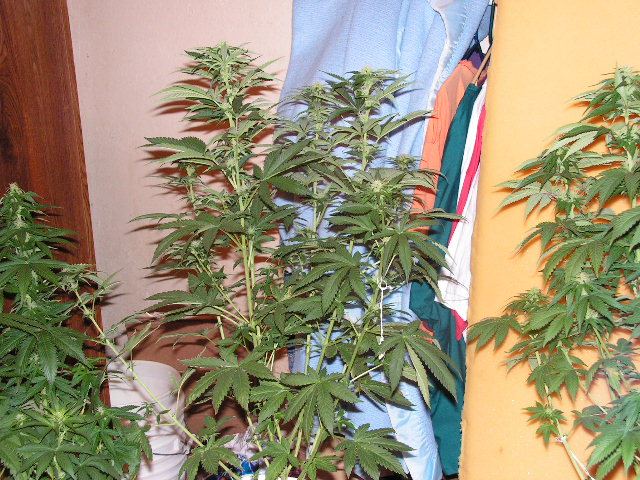 Trip og   dpd