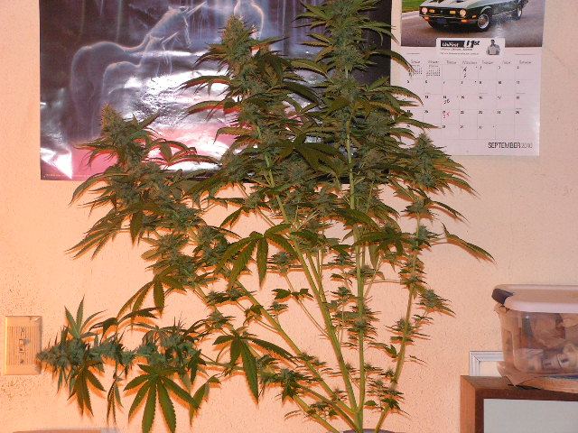 Trip og needs tied