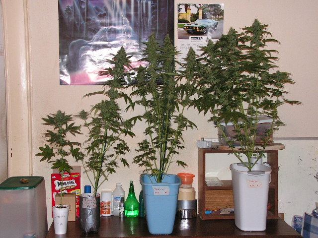 TRIP OG POT SIZE SHOT