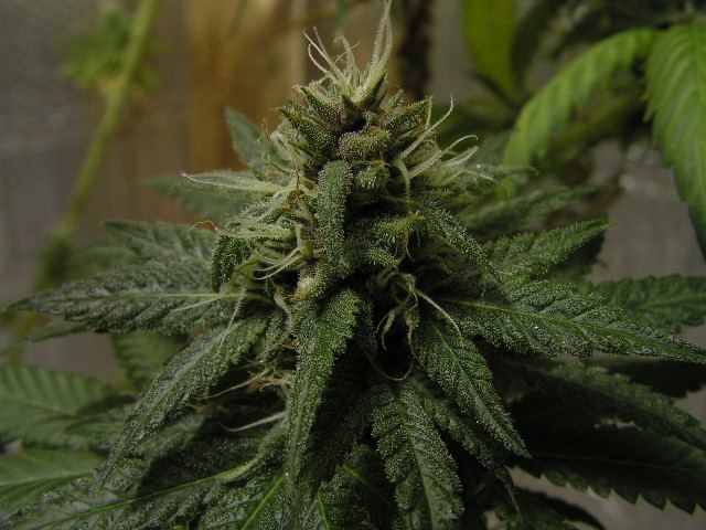 Trip og purple coming