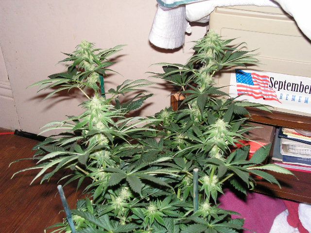 TRIP OG SEEDED COLAS