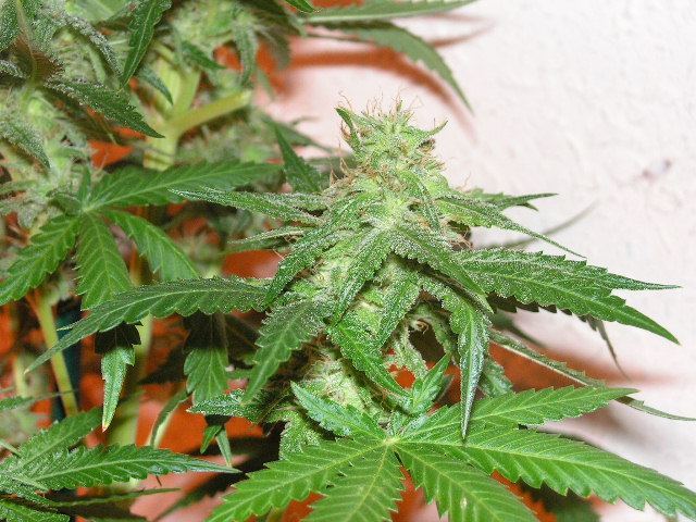 Trip og side bud seeded