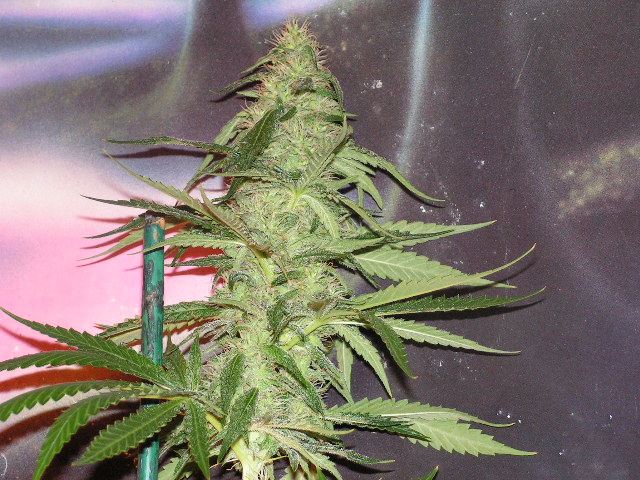 Trip og top shot