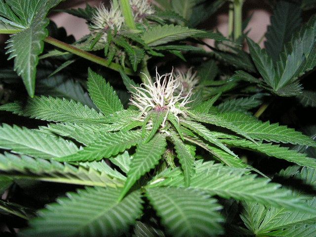 TRIP OG X DPD GOING PURP