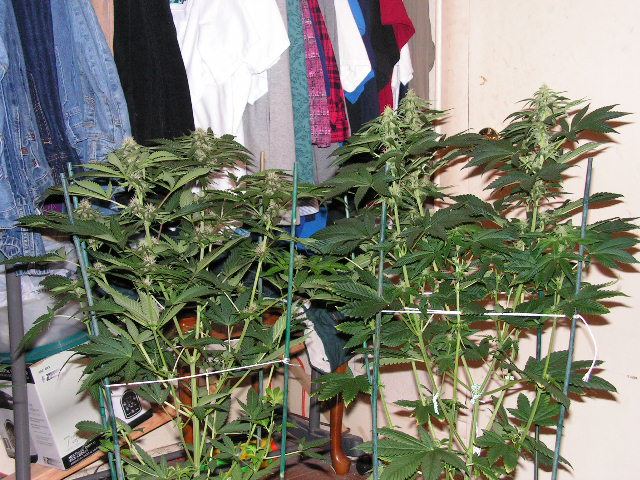 TRIP OG X DPD