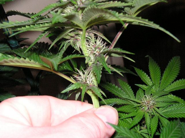 TRIP OG X DPD LOWER PURP