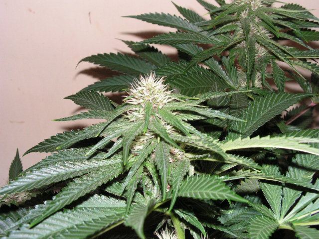 TRIP OG X DPD PURPLE BUD