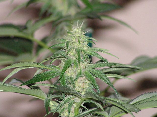 TRIP OG X DPD SEEDED BUD