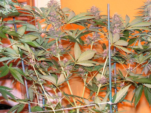 Trip purple pheno