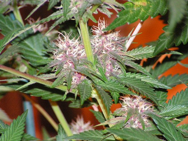 Trip purple sides