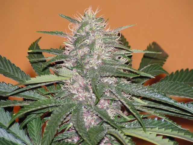 Trip purple top