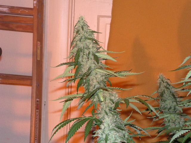 TRIP SIDE COLA