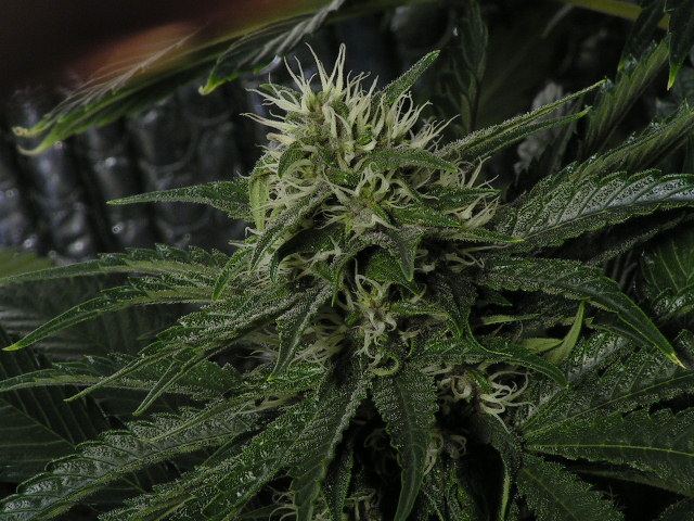 Trip xdp purple pheno