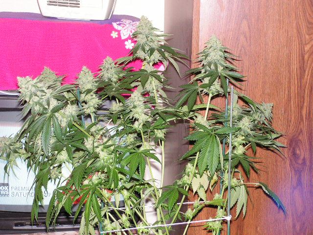 Triple greasy pheno