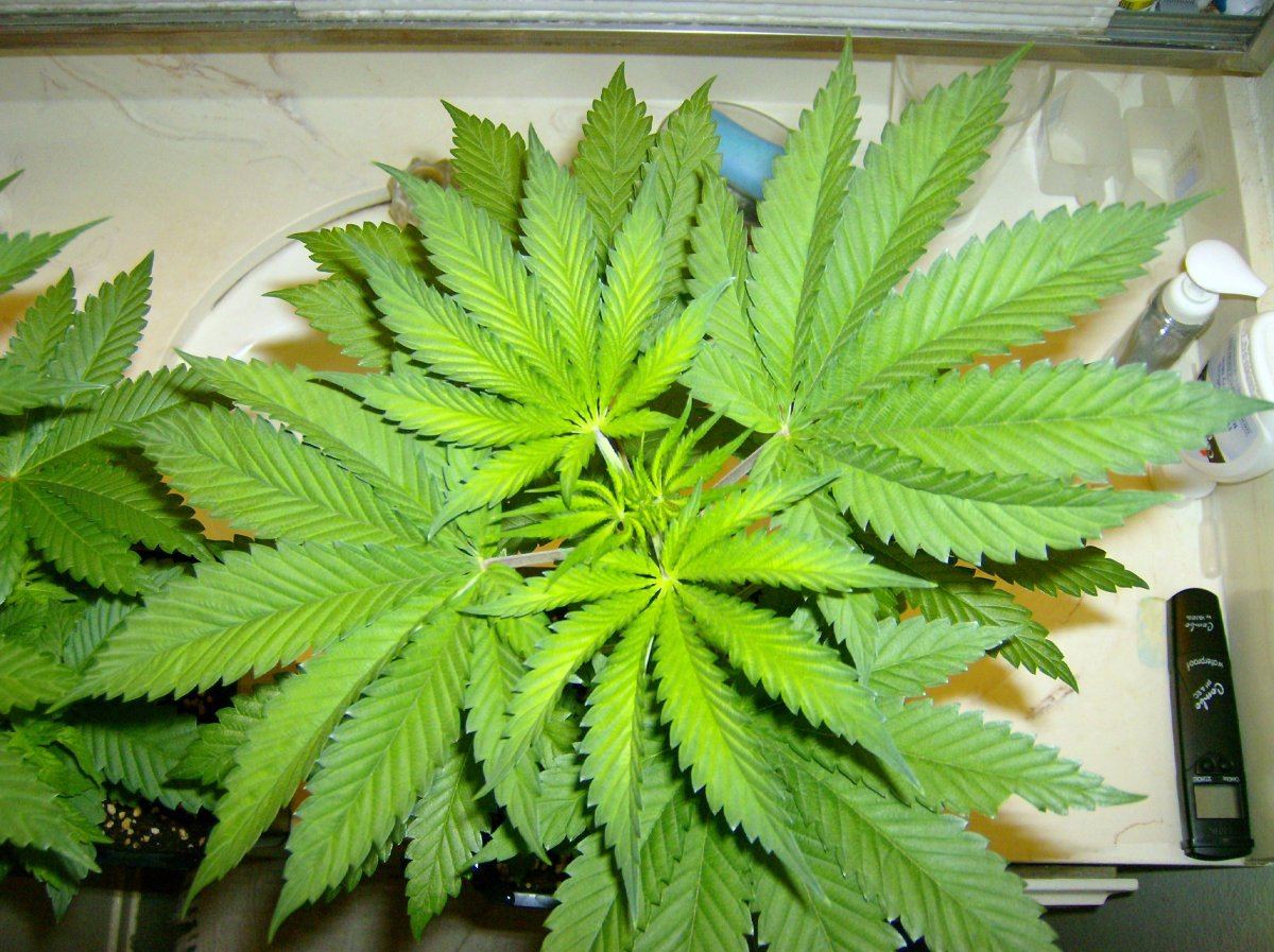 Triple kush 1 11