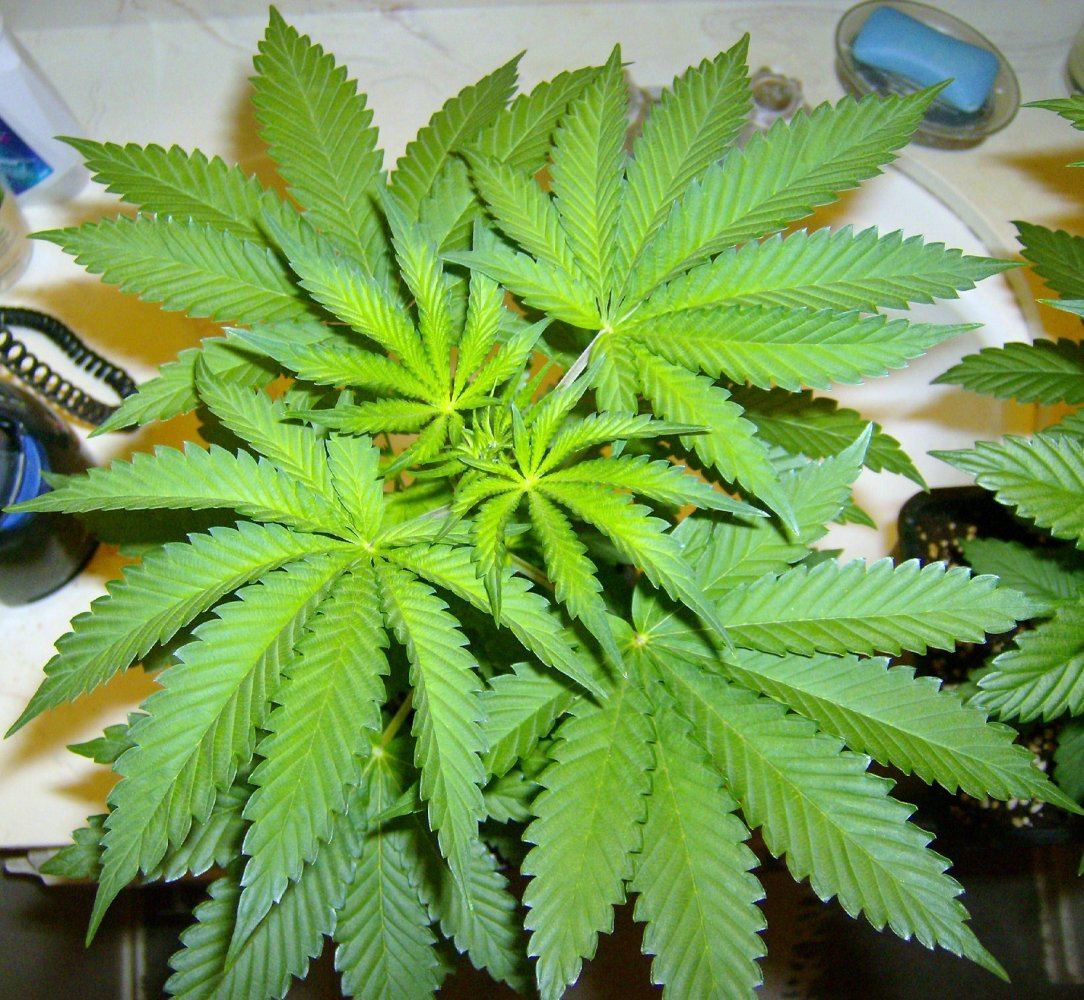 Triple kush 2 11