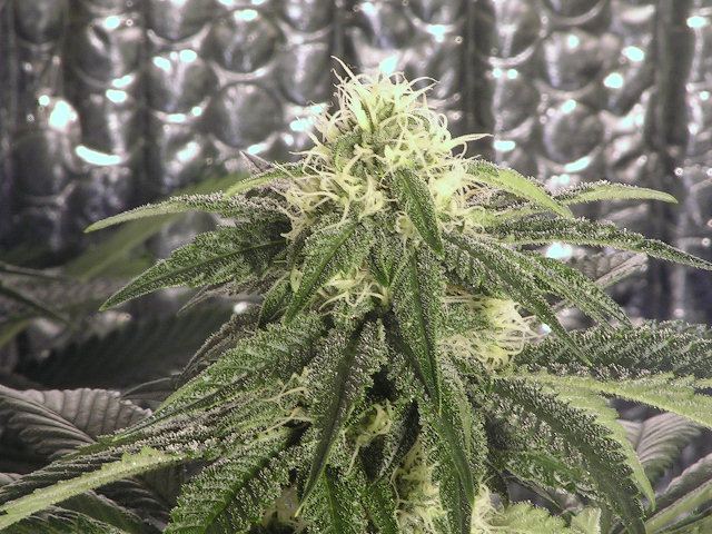Triple og kush x dpd unseeded