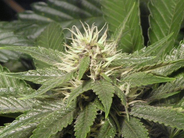 Triple x dpd purple pheno