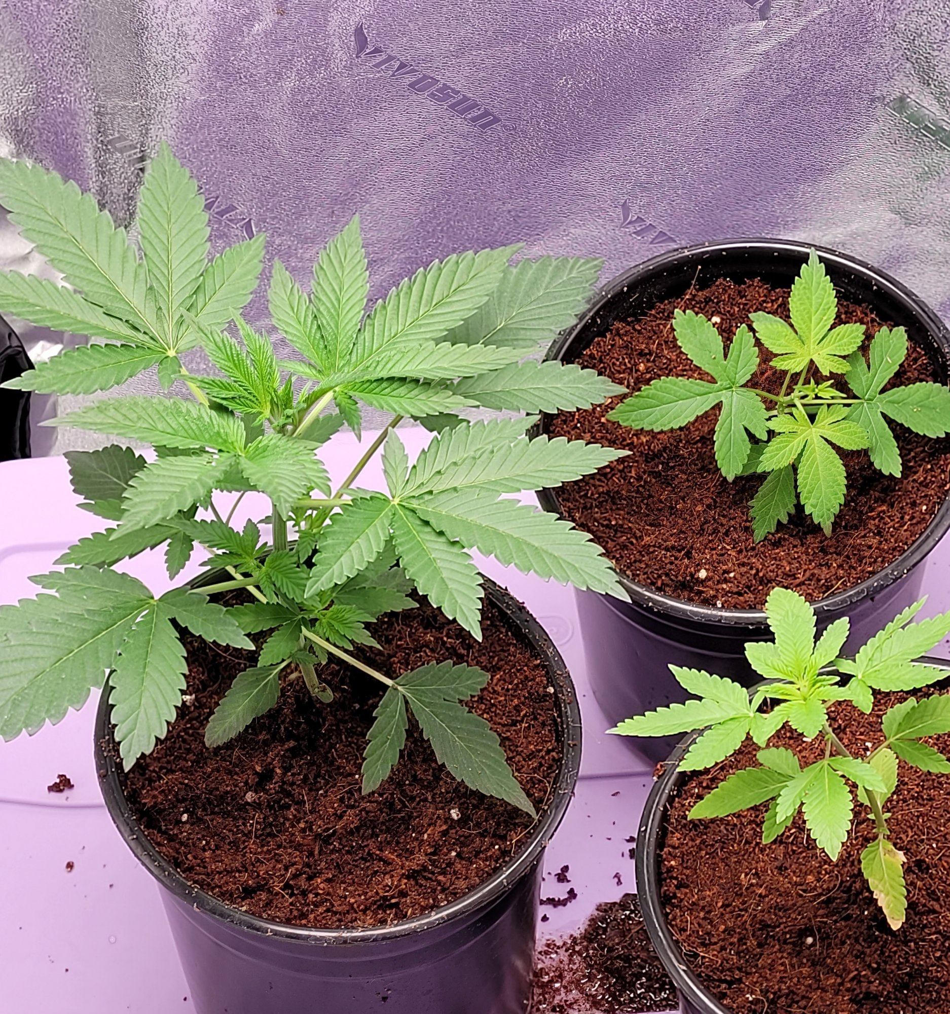 Tripple edited