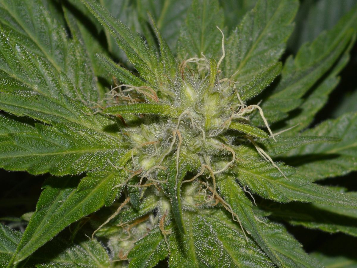 Trixquadseeds