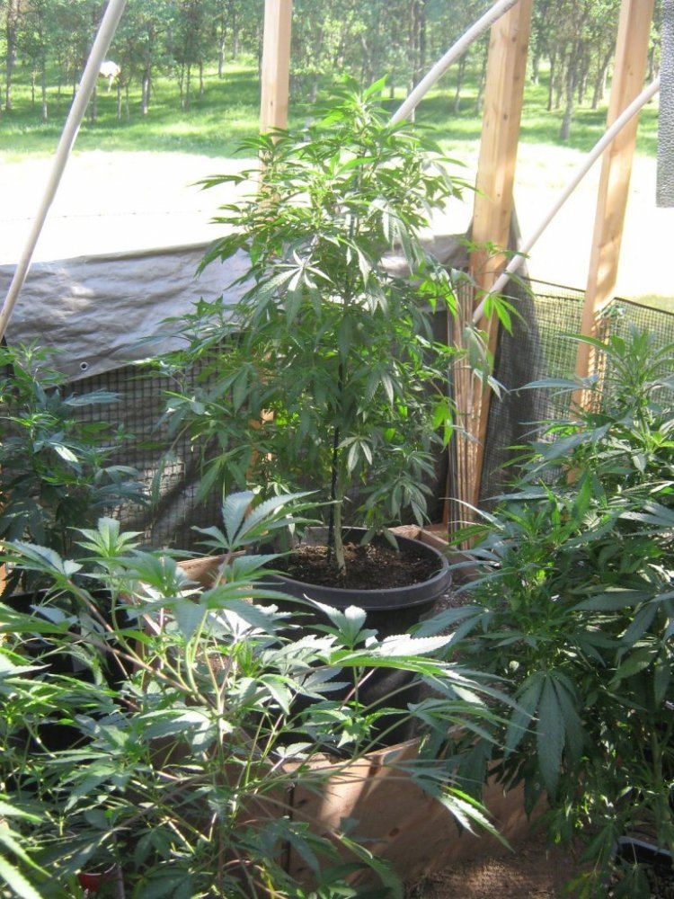 Trop3GH420