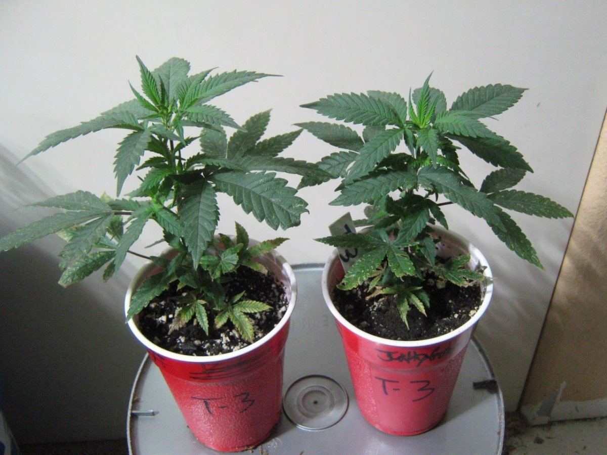 Trop3clones 1 13