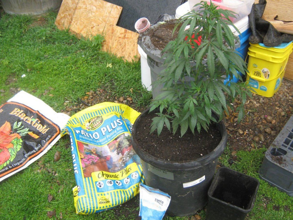 Trop3garageplant36