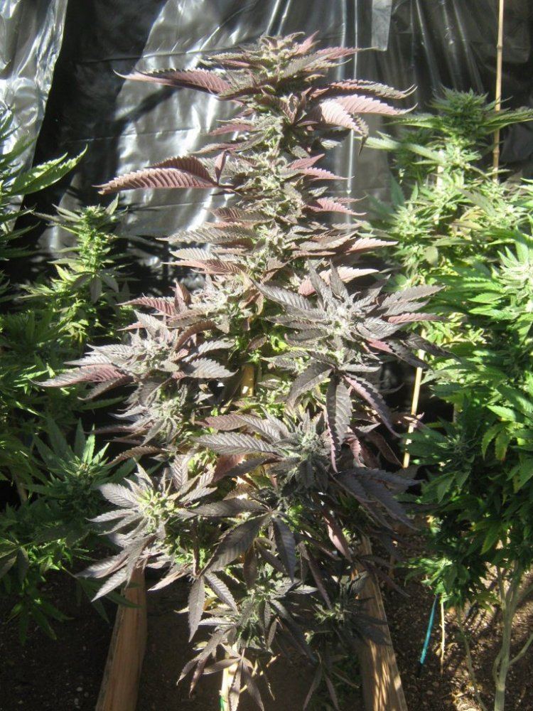 Trop3plant412