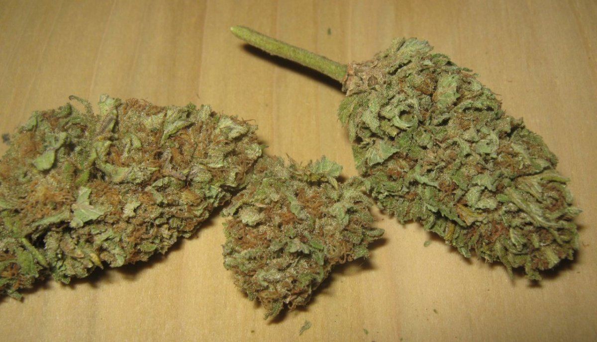 Tropautobuds