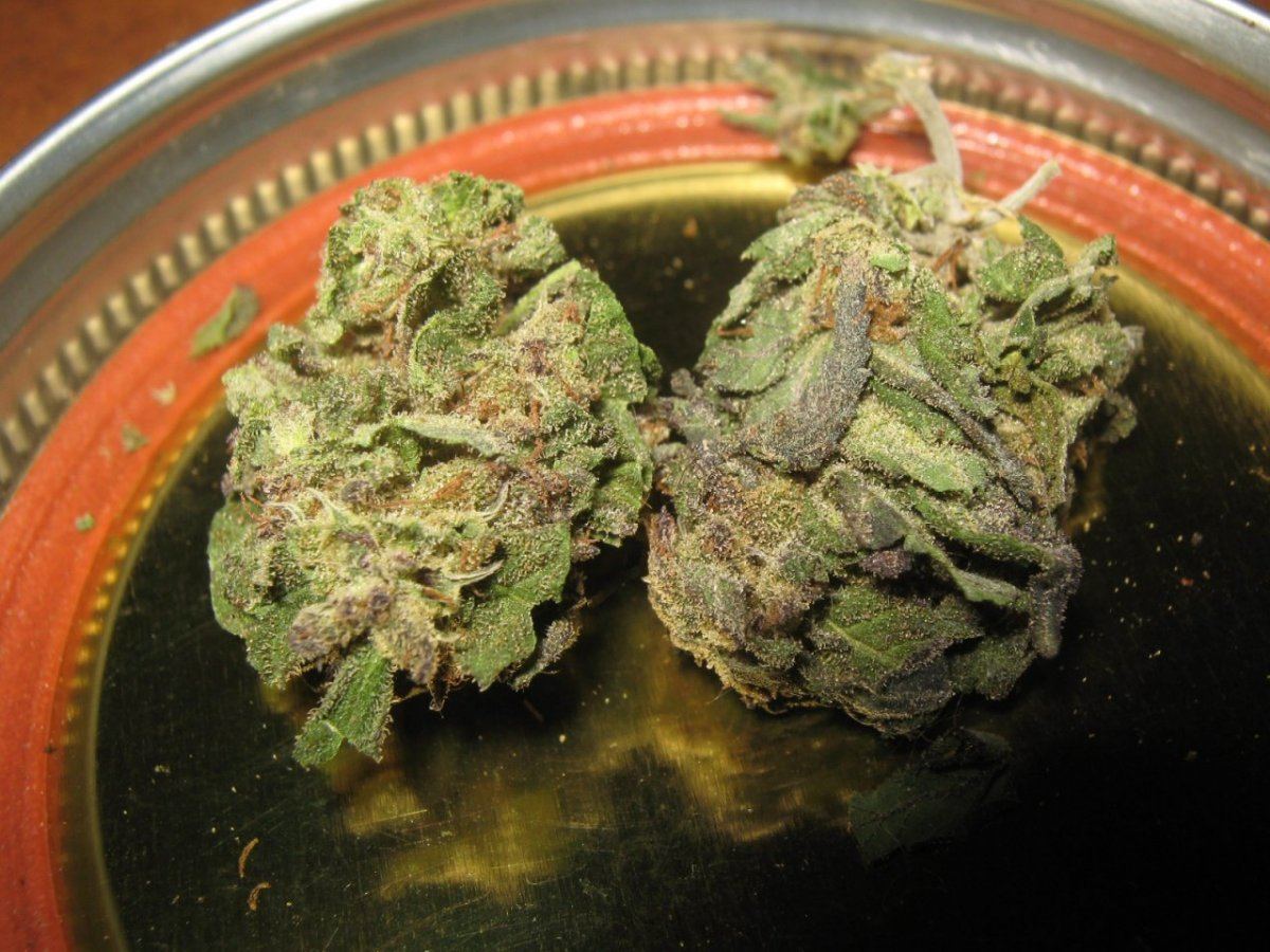 Tropbuds44