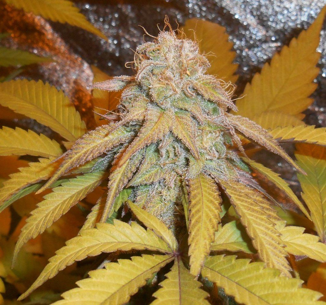 Tropcloseup220