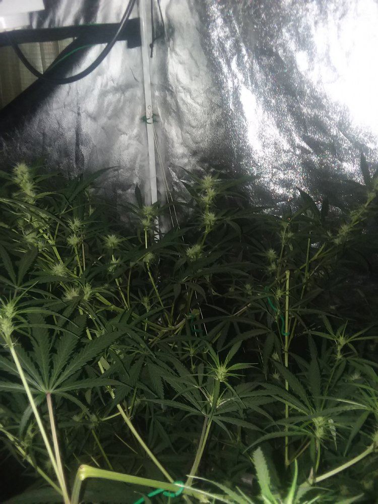 Tropical mix grow whid 2