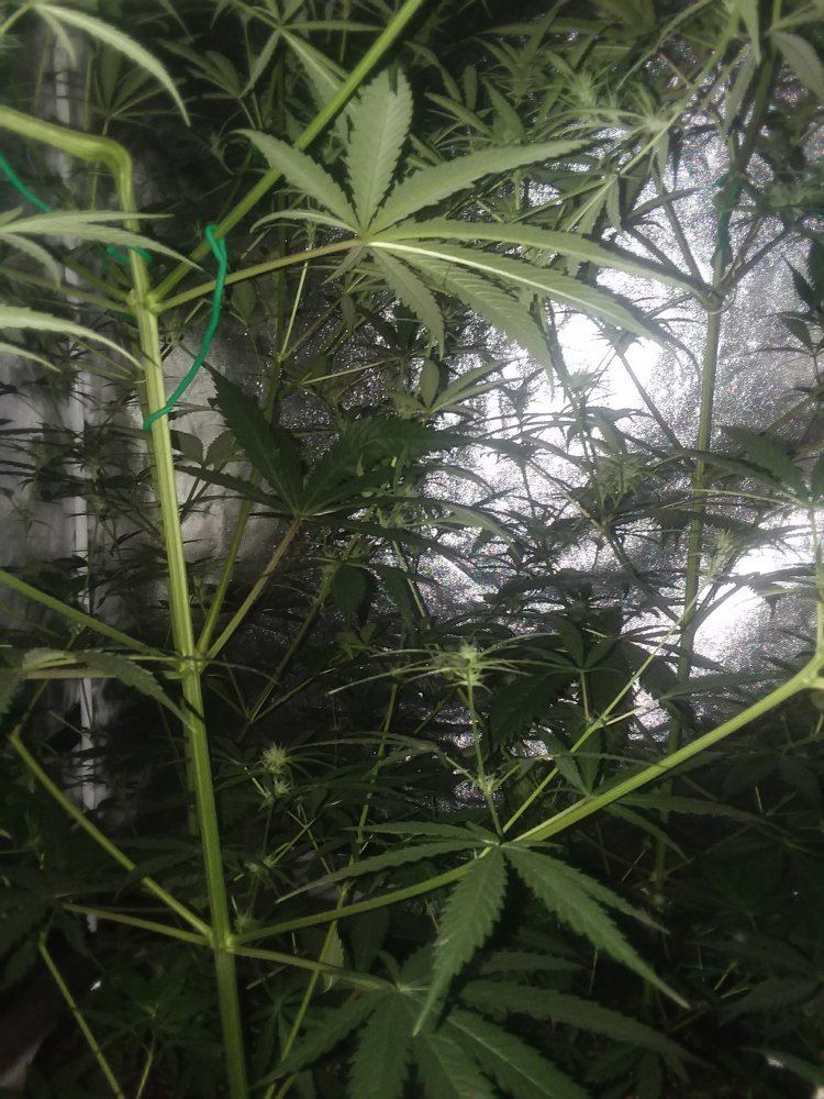 Tropical mix grow whid 3