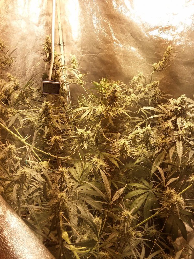 Tropical mix grow whid 4