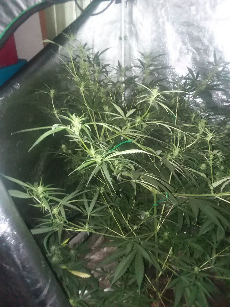 Tropical mix grow whid