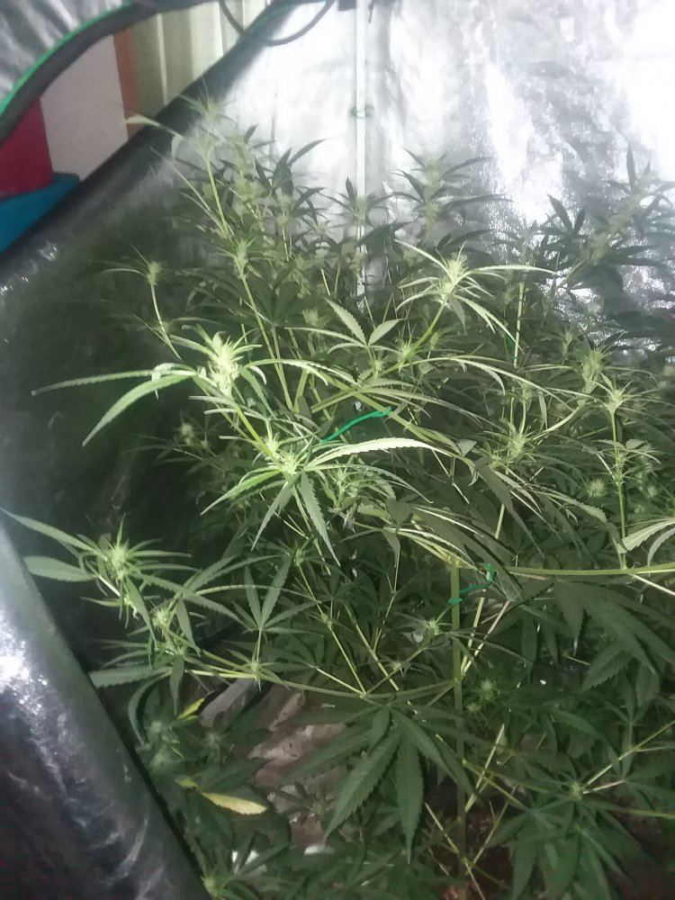 www.thcfarmer.com