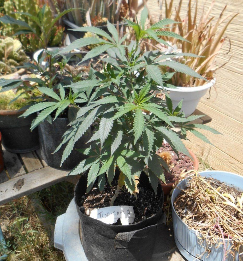 Tropicclone517