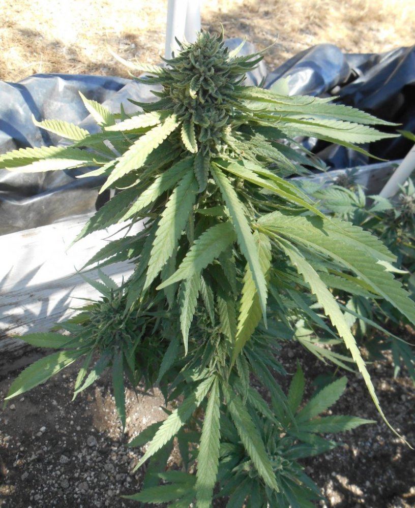 Tropiclitedep618