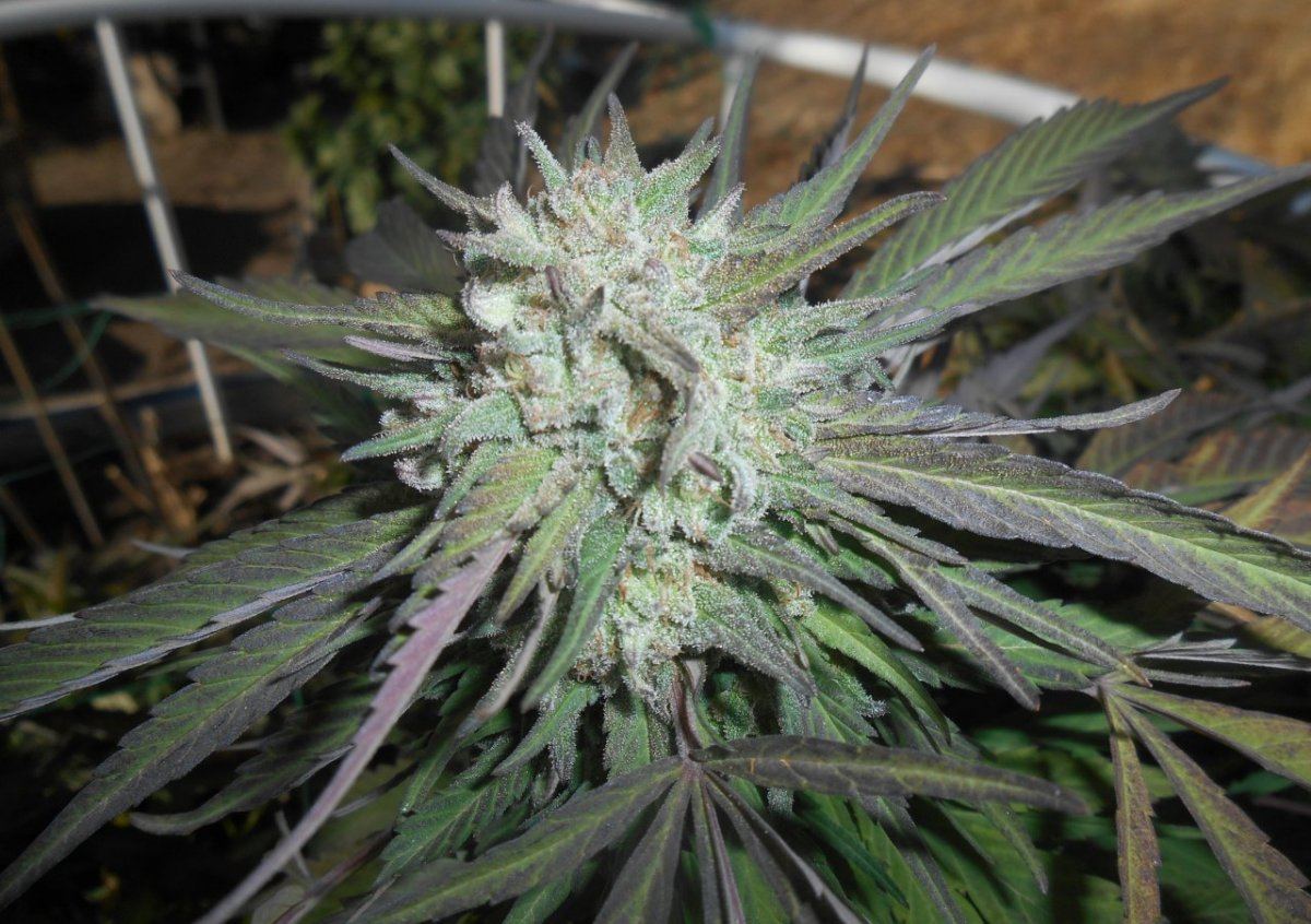 Tropicoma108