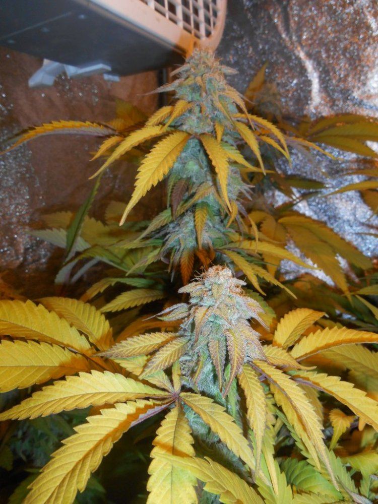 Tropicoma37daysclose