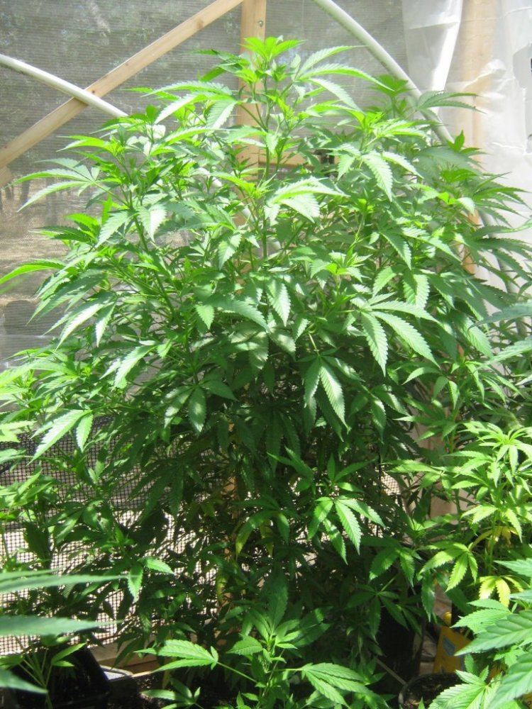 Tropicoma3a517