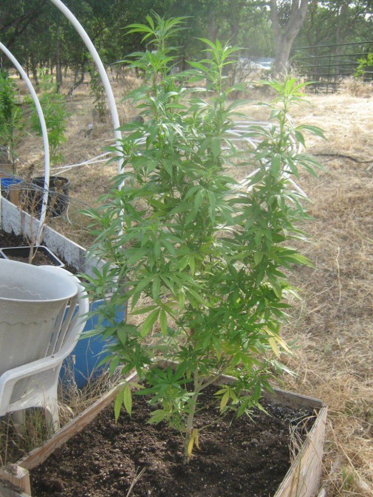 Tropicoma3b524