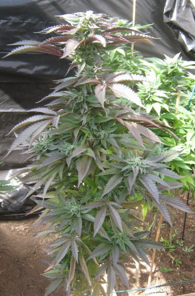 Tropicoma3gh324