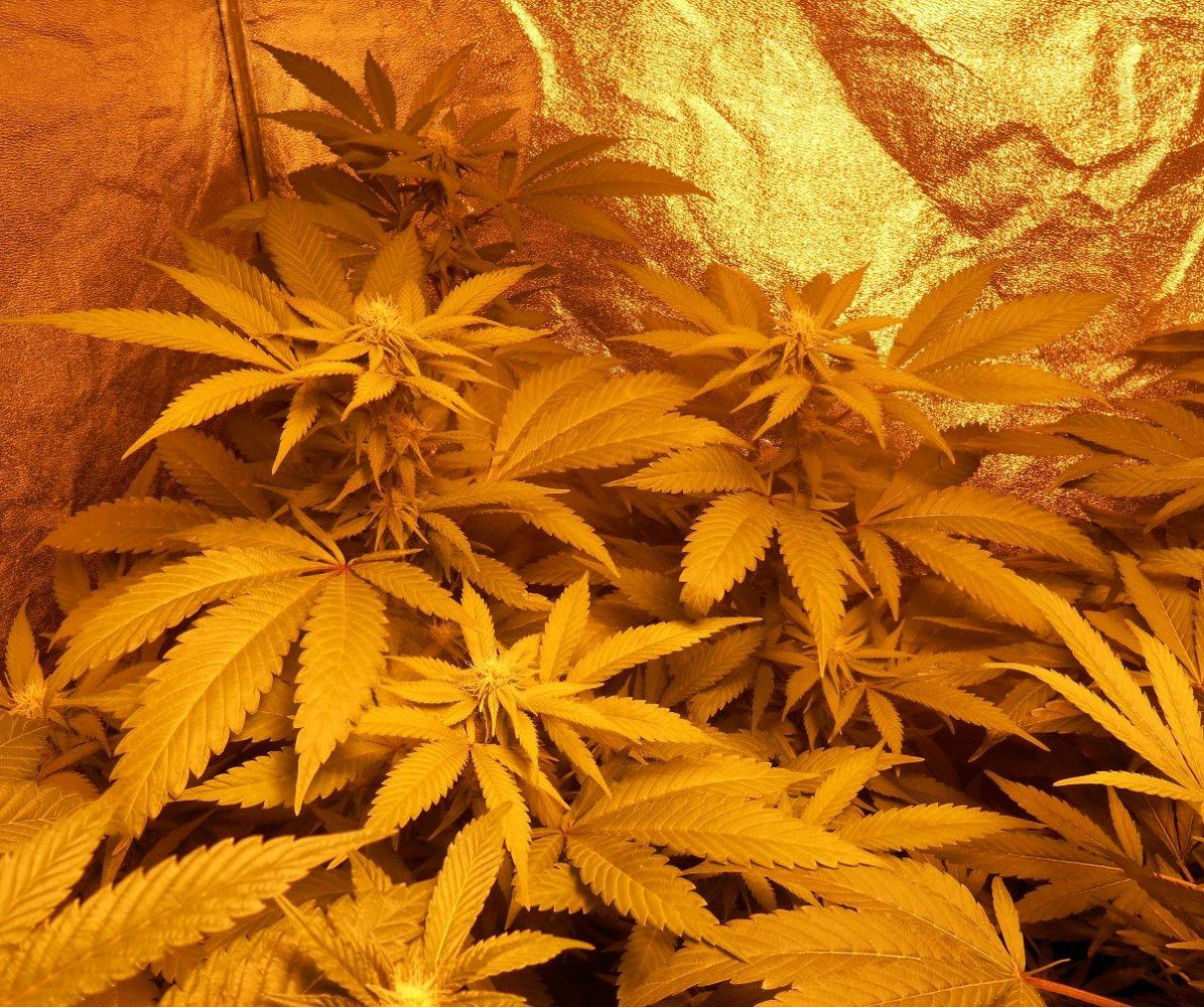 Tropicoma3weeks